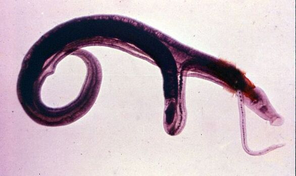 Шистосоми одні з найпоширеніших і найнебезпечніших паразитів